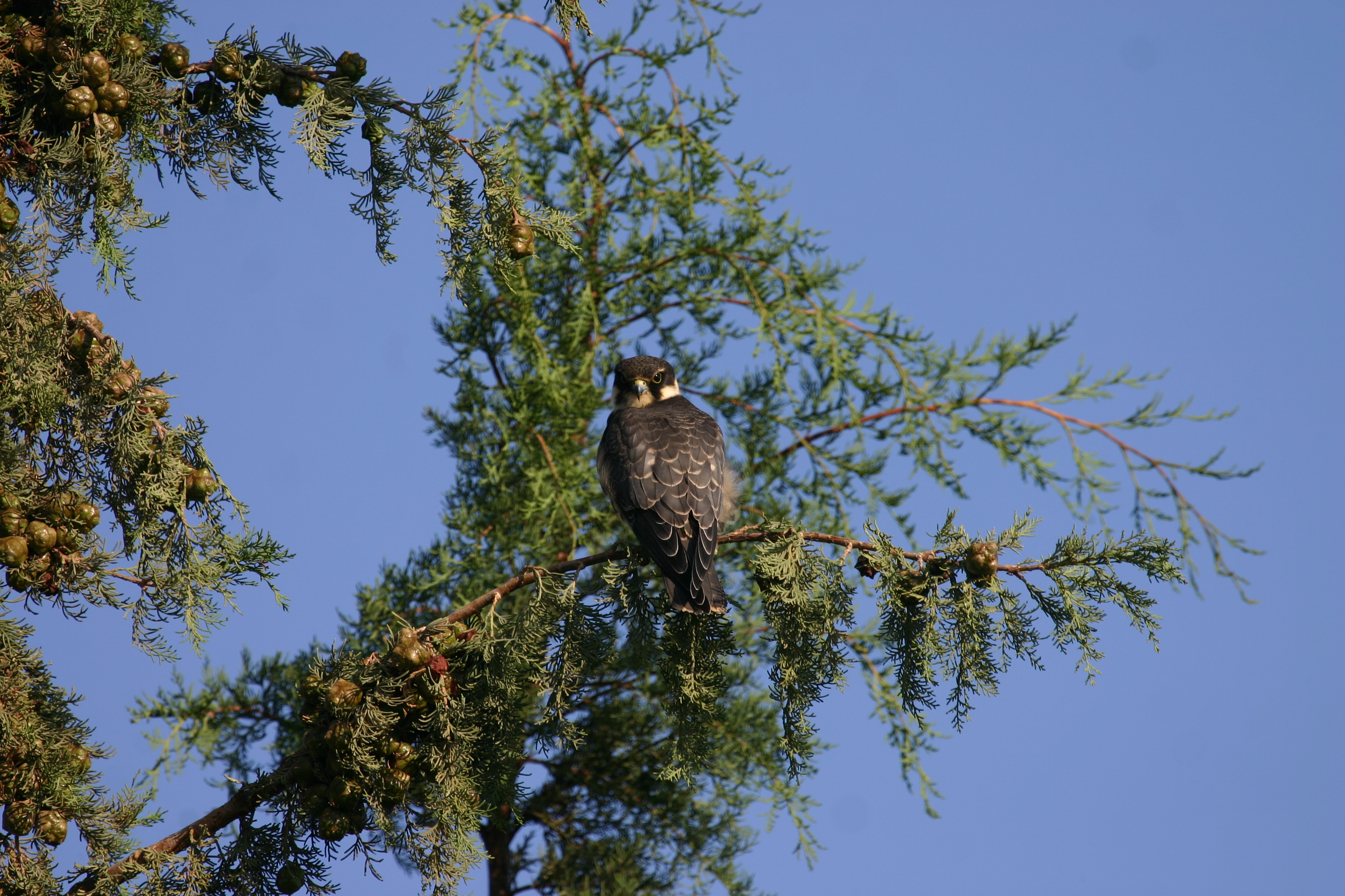 Falco Subbuteo Δεντρογερακας (Kassinis)