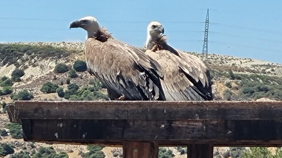 Μικρογραφία